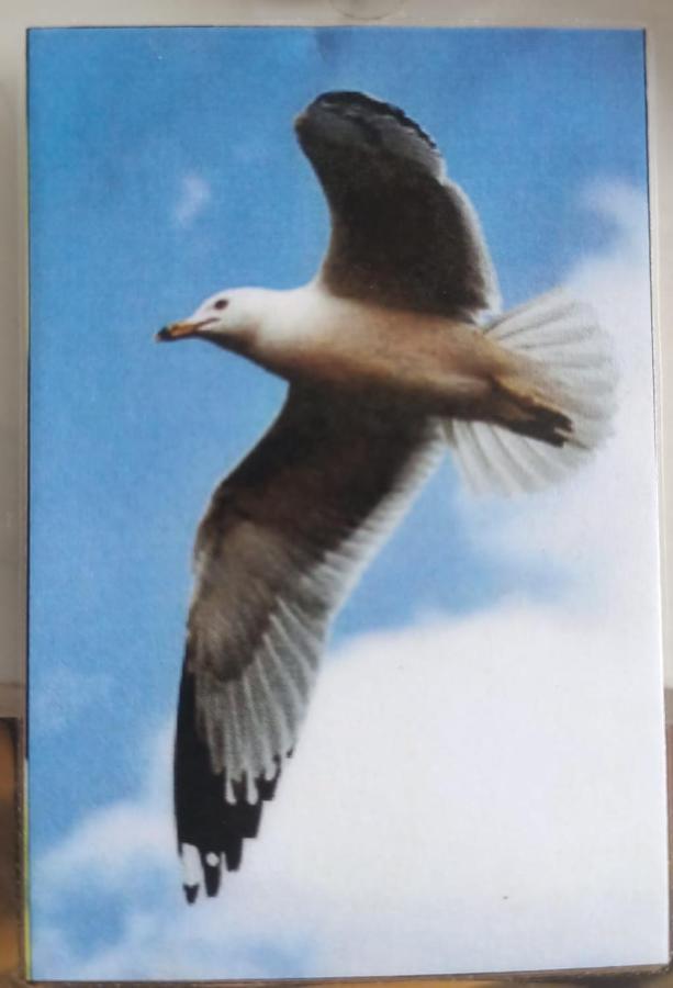 Gaviota Lägenhet Playa del Carmen Exteriör bild